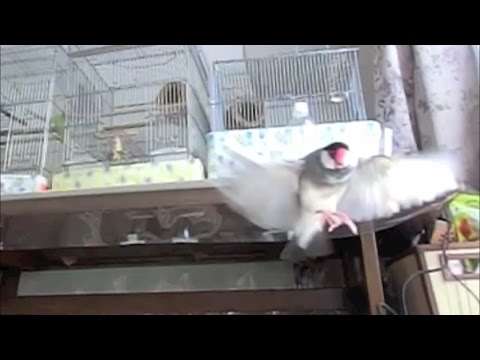 Java Sparrow Flying ! 文鳥のかっこいい飛ぶ姿！スロー動画  文鳥動画