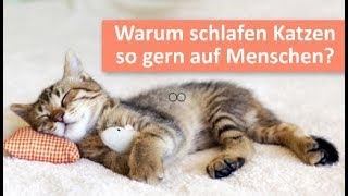 Warum schlafen Katzen so gern auf Menschen? | Katzen Tipps by KittyKitty 183,067 views 5 years ago 4 minutes, 40 seconds