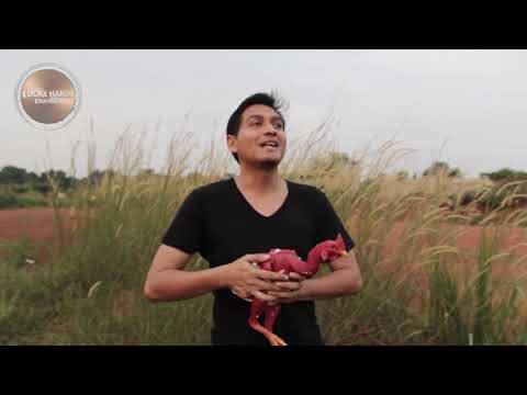 Lucky Hakim main sama Ayam Tanpa Bulu