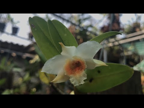 Hoa lan Nhất điểm hoàng - Dendrobium cariniferum | Foci