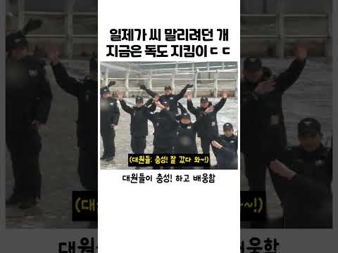 대한민국 독도지킴이 삽살개 # 삽살개 #강아지 #반려견 thumbnail