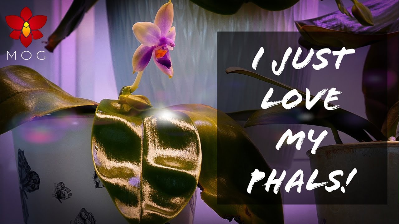 Fixing mold in some Phalaenopsis Orchid pots & How I keep leaves so glossy ✨