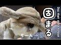 可愛すぎて大爆笑！ダイソーの犬服を着た我が家のマルチーズが面白過ぎた【ダイソーDOGWARE冬用犬服】Maltese stuck