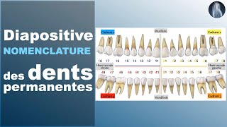 Apprendre À Identifier Les Dents Adultes Guide Complet Pour Débutants