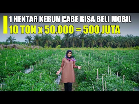 Luar Biasa!! Tanam 1 Hektar Cabe Bisa Beli Mobil Pajero