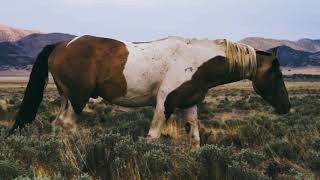 Tag Along - The Wild Ones ~ Feral Mustang herd in Utah's West Desert at Sundown