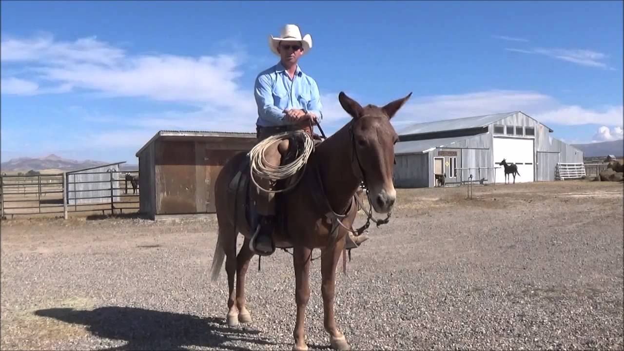 Ty Evans talks on raising and starting young mules YouTube