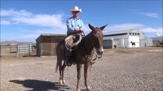 Ty Evans talks on raising and starting young mules