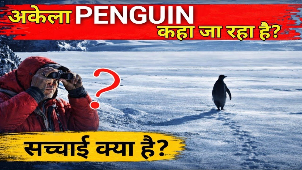 Why Is This Penguin Walking Alone in Antarctica? | Viral Penguin Story Explain 