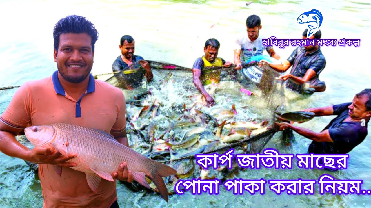 ৩৬৮.. কার্প জাতীয় মাছের পোনা পাকা করার নিয়ম। 