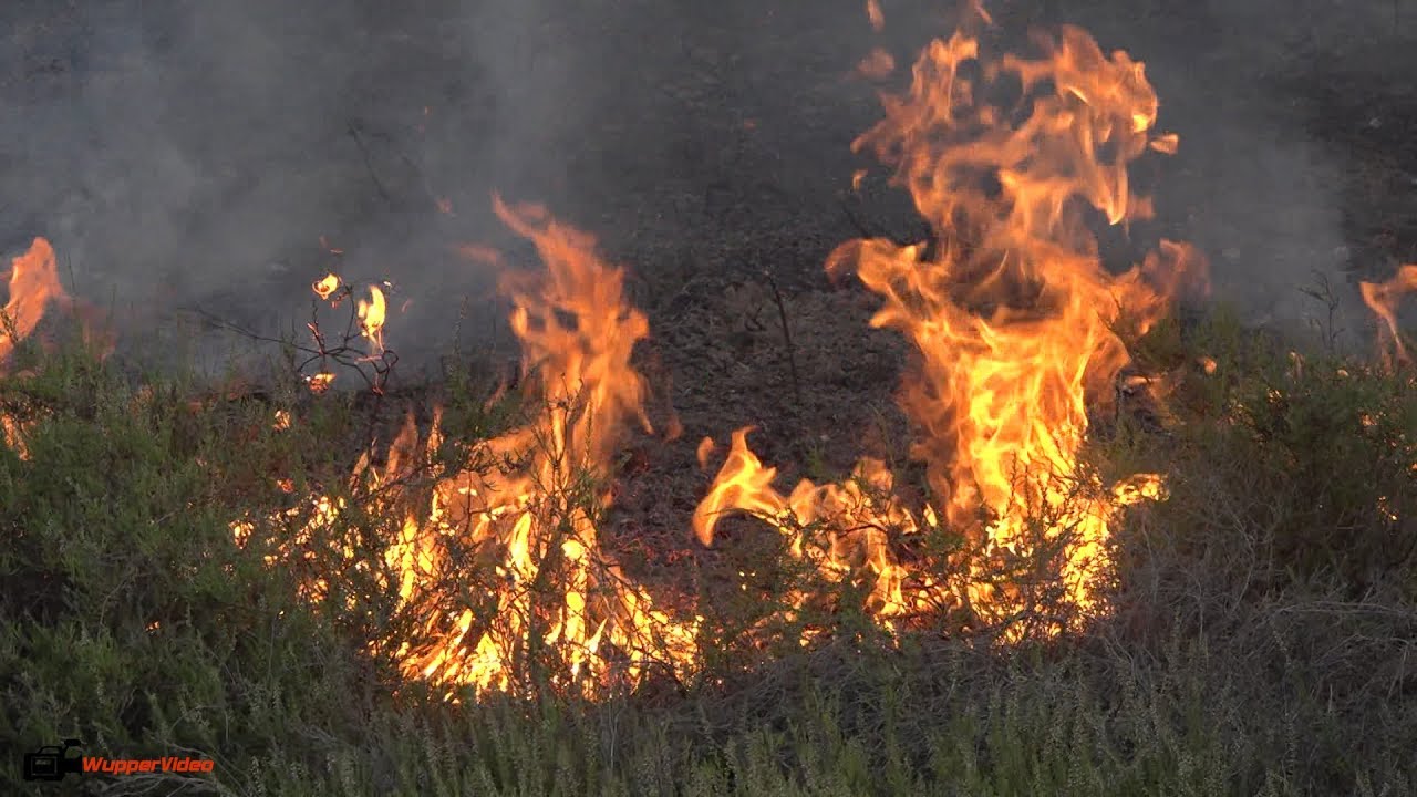 Ausgedehnter Waldbrand auf ehemaligem Truppenübungsplatz in Jüterbog | 25.07.2019