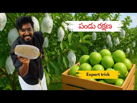 Export Secrets 📈 How can we protect our fruits 🍐 | AgroTill | #farming