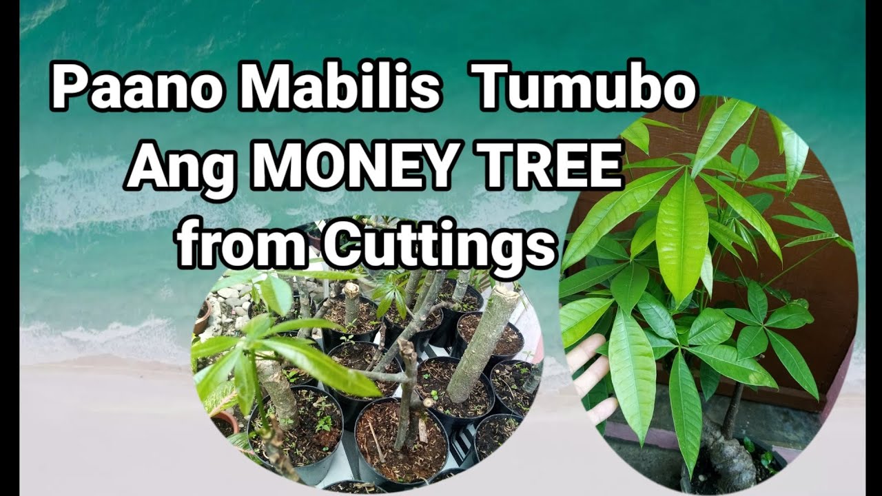 HOW TO GROW FAST MONEY TREE FROM CUTTING Best Way 