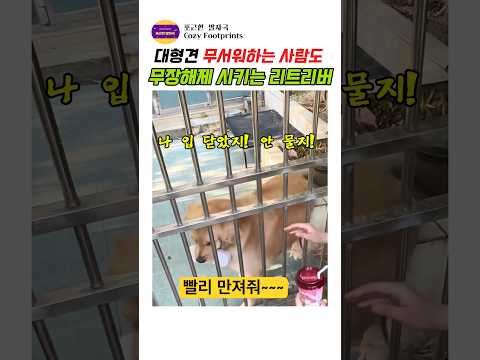 리트리버가 사랑받을 수밖에 없는 이유 #강아지 #골든리트리버 #애견영상 #반려동물 #귀여운동물 thumbnail