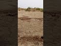 Donkey рџ Џ Animals Meeting Sex Shorts Donkeyfarm Video Viral Donkey рџ Џ Animals Meeting Sex Shorts Donkeyfarm Video Viral