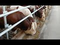 Правильная подборка бычков на откорм.fattening bulls