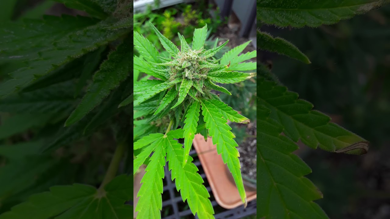 Mango kush update