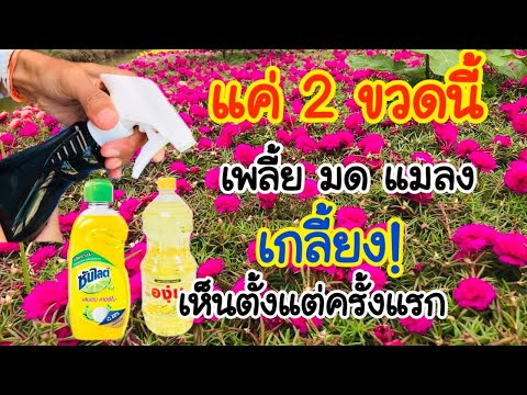 แค่2ขวดนี้ ! เพลี้ย มด แมลง หนีกระจ่าย แพรเซียงไฮ้ชอบมาก พืชผักสวนครัวยิ่งงาม