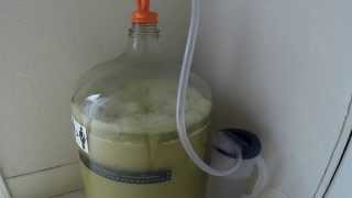 Fermentation Time Lapse