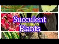 Dhirta Biyaha Kaydsada Dacarta Xaskusha IWM Nature Tree Succulent Dhirta Biyaha Kaydsada Dacarta Xaskusha IWM Nature Tree Succulent