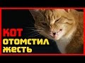 Карма существует: кот отомстил пнувшему его хозяину...