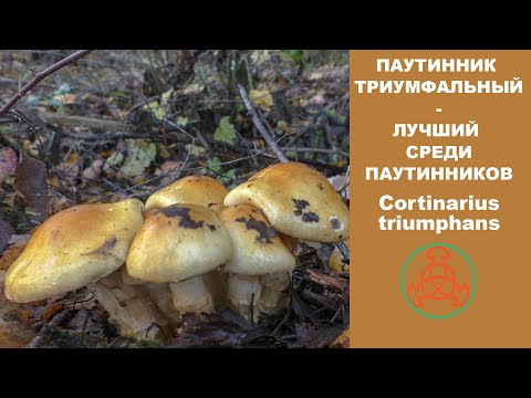 YouTube видео