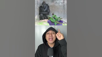 Top 5 Sự Thật Bạn Chưa Biết Về Khỉ Đột