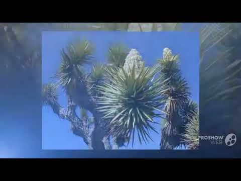 Video: Yucca Filamentous (26 Fotografij): Sajenje In Oskrba Na Odprtem Polju, Zlasti Gojenje Doma. Kako Narediti Setev S Semeni? Kaj Pa, če Juka Ne Cveti?
