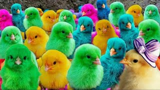 Colorful Chickens, World Cute Chickens, Rainbows Chickens,,Cute Animals Cute Ducks, Cat, Rabbits