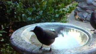WSBC0094.AVI