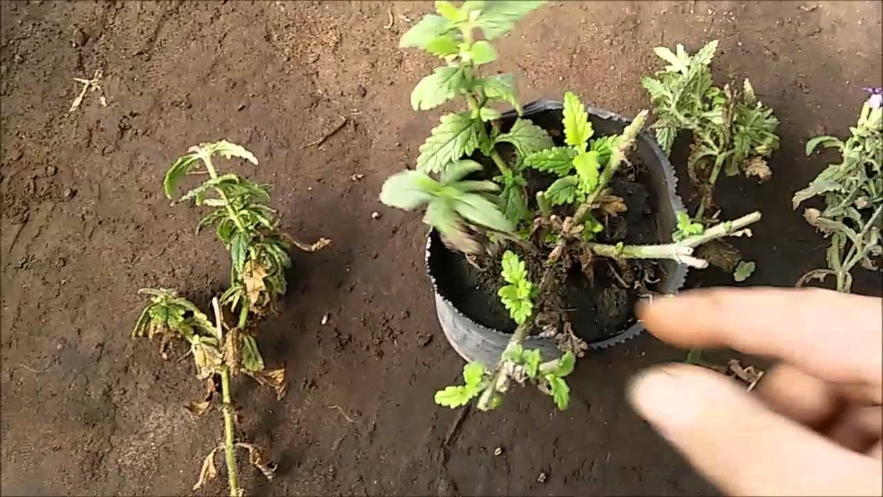 Podando Verbenas - Vivero Marra