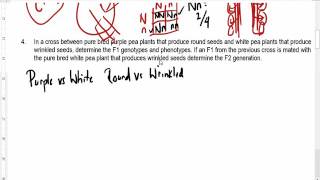 mendelian genetics simple problems