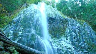 Treadmill Workout Forest To Lower Proxy Falls Upper Proxy Scott Lake Oregon - 4K