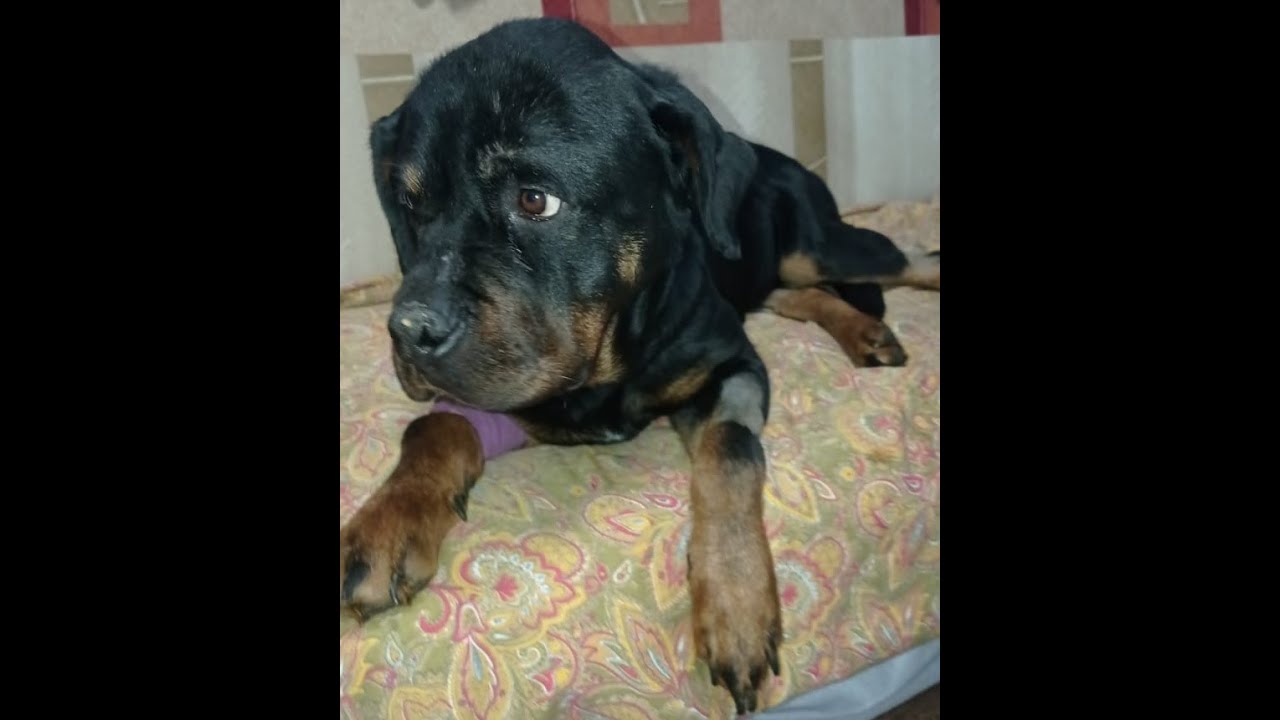 Бедный ротвейлер\That poor Rottweiler - YouTube