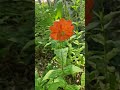 동자의 얼굴처럼 둥굴고 붉은 꽃.    #동자꽃 #flower #야생화 #새소리 #식물 #shorts