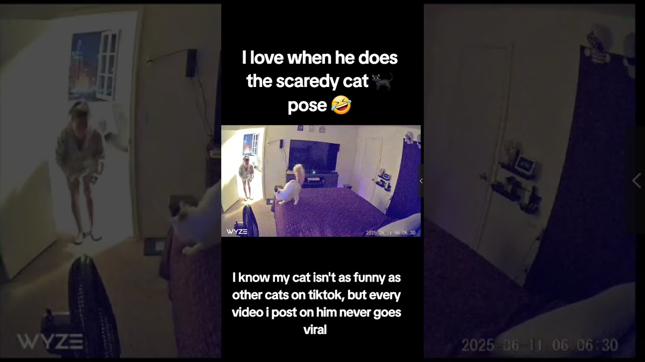 Excuse my laugh 🤣 #viralvideo #catshorts #funny #funnyanimal #sonic