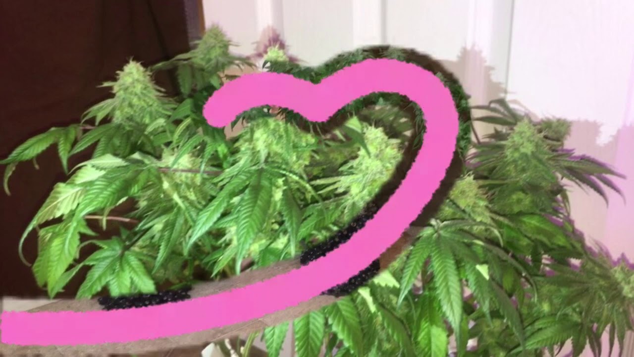 My very first Harvest from the Viparspectra 600w LED Reflector Series