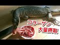 オオトカゲ、激うま山盛り馬スジ肉を喰らう！！