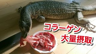 オオトカゲ、激うま山盛り馬スジ肉を喰らう！！