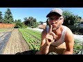 My Secret to healthy crops in the hot summer!