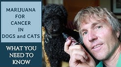 Marijuana for Cancer in Dogs and Cats