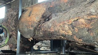 Giant buto wood worth 1 billion!! The biggest wood, Rojo Wilangun, brings disaster | Sawmills