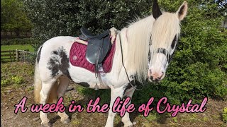 A week in the life of Crystal the Rescue Pony
