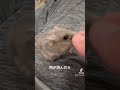 もう少し遊びたいのですが#ハムスター #hamster #ハムスターのいる生活 #かわいい #日常 #小動物