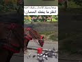 بينما يسرق الإنسان رغيف أخيه الإنسان انظر ما فعله الحصان بينما يسرق الإنسان رغيف أخيه الإنسان انظر ما فعله الحصان