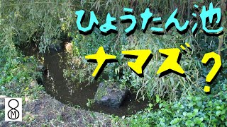 ナマズを放して半年後、ひょうたん池の水を抜いてみると…