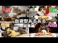 【総集編】血液型別 猫の食事あるあるを一気見！【人気グルメ13本まとめ】