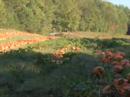 country bumpkin pumpkins