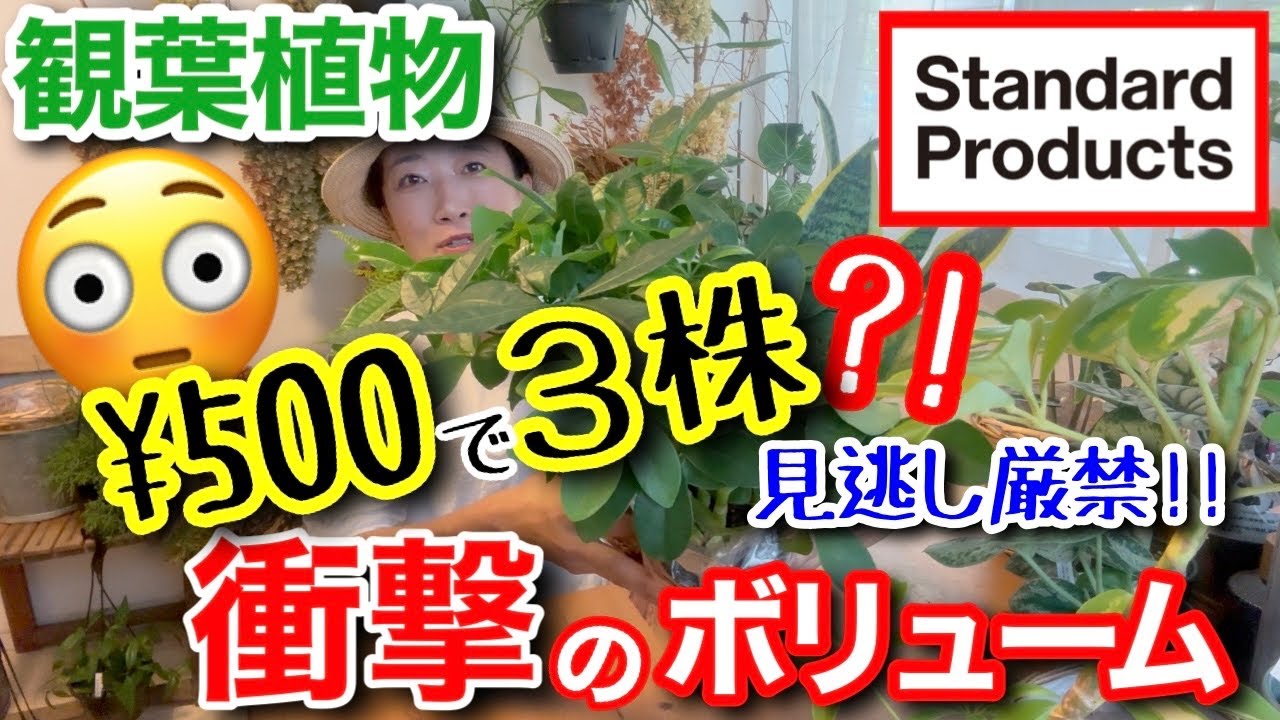 【観葉植物がデラックスすぎ😳】スタンダードプロダクツで500円なのに3株入り⁉️/ 複数株植えされた観葉植物は楽しみ方無限大✨4つの方法で植え替え🌴/ 欠品していた人気鉢も登場【インテリア】