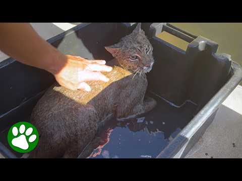 Bobcat Gets a Second Chance at Life in the Wild